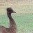Frendly emu named "EXPORT"